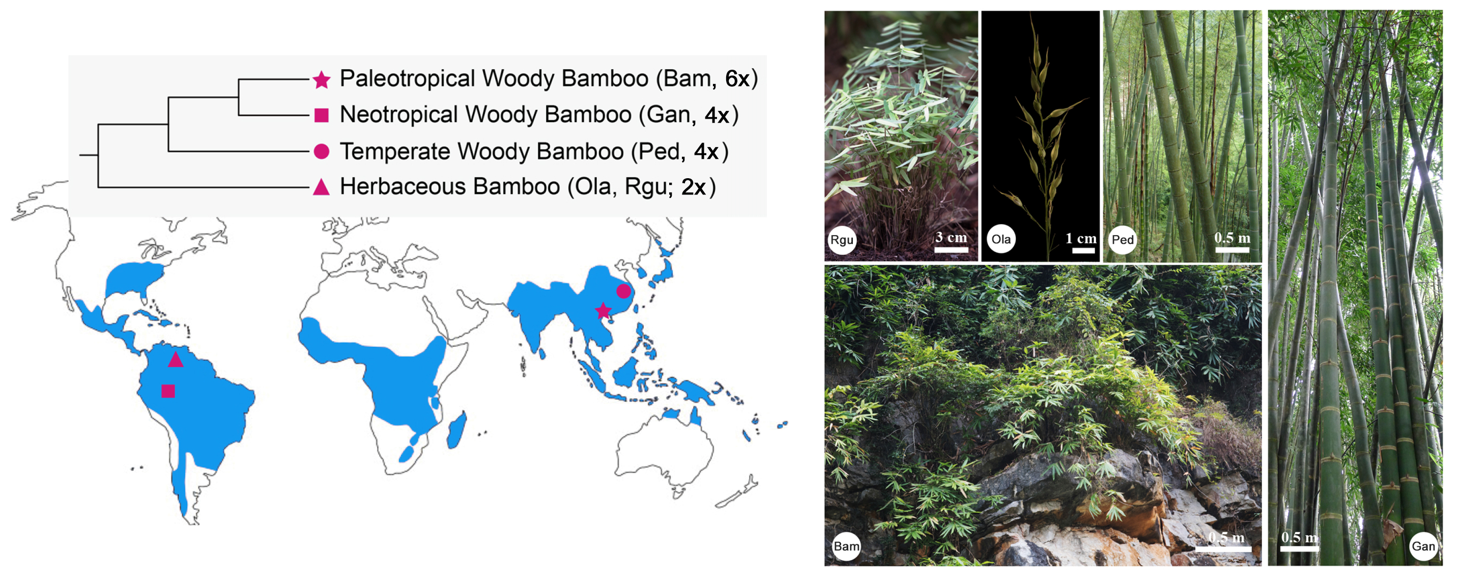 Bamboo genome database